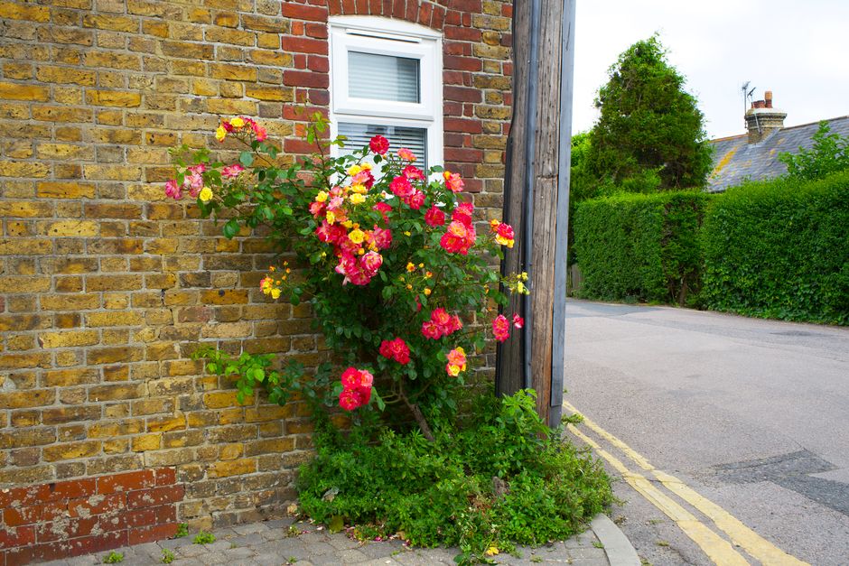 A vibrant cluster of pink, yellow, and red roses with lush green foliage grows alongside a weathered brick wall adjacent to a white-framed window in an outdoor setting. The bouquet appears freshly cut