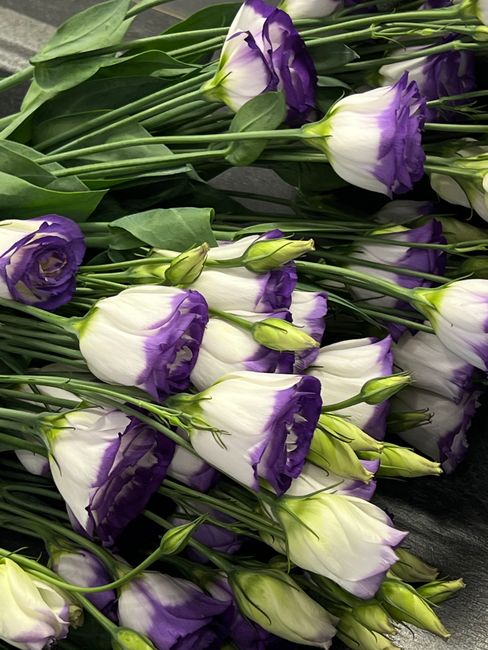 A close-up view of a bouquet of fresh Lisianthus flowers with white petals edged in purple, arranged with long green stems and leaves. The flowers are grouped together on a dark surface, showcasing th