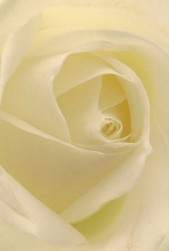 Gazing deeply into this classic cream-white rose, as if you were standing beside the peaceful waters of Brent River Park in Alperton, you become transfixed by the interplay of delicate texture and subtle layering. Soft, matte petals curl with intentional grace, their creamy edges catching the ambient light and casting translucent shadows into the heart of the bloom. The arrangement suggests both tranquility and artistry-a signature of Alperton floristry, where bouquets created for weddings, sympathy, or gentle admiration must convey emotion without a single word. As you imagine the velvety feel beneath your fingertips, the near-transparency of the outermost petals evokes a sensation of fragility balanced by the sturdy, spiraled core that stands for quiet resilience. Locals often request such roses for centrepieces at nearby community gatherings or as a heartfelt gesture to mark life's significant moments. The scent is evoked rather than pronounced-clean, pure, and calming, it lingers in the memory much like the gentle ripples on the canal. Each carefully crafted arrangement by local florists here pays homage to both nature's wisdom and to the unique sentiment behind every floral tribute sent across Alperton.
